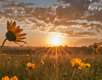 Sunset Meadow