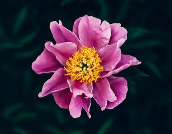 Violet flower with yellow pistil