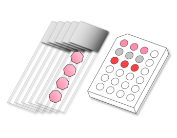 slides and plate