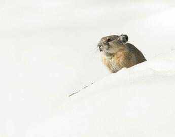 Pika in snow