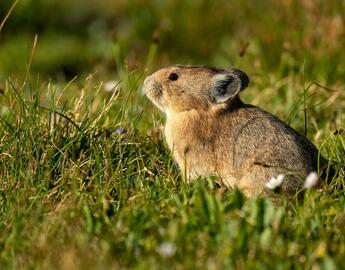 Pika on grass