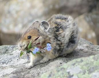 Pika with flower